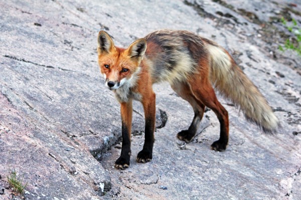 Wary Fox by Deb Oppermann